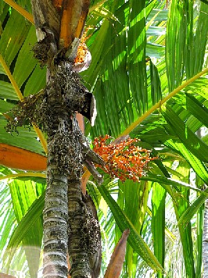 Areca Tree and Fruit